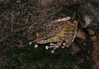 Amolops or Cascade frog seen near Cherrapunji, Meghalaya,India