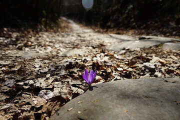 Lonely crocus flower growing in the middle of a mountain road in an early spring day