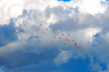 Group of flying flamingo birds at cloudy sky