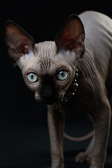 Sphynx cat  kitten on a black background close-up 