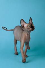 Sphynx cat kitten  on a blue background. Bald cat without hair. Selective focus 
