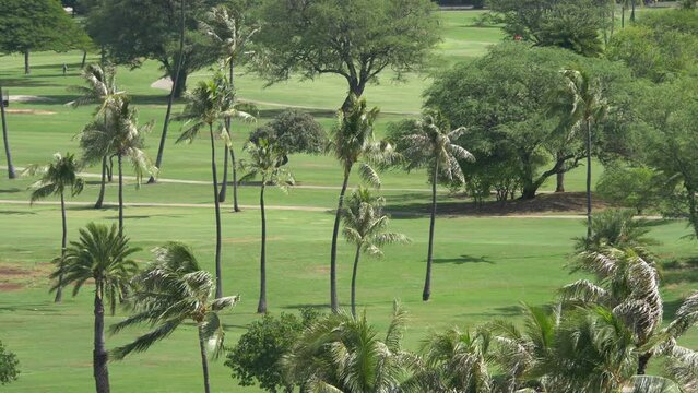 Golf field in tropics in 4k slow motion 60fps