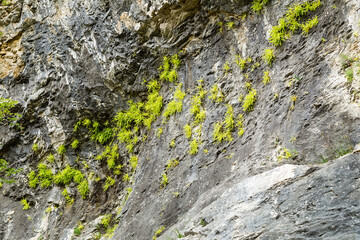 Falaise suintante calcaire colonisée par une plante carnivore, la grassette à longues feuilles Pinguicula longifolia.