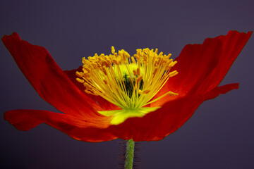 Mohnblüte in Light Painting Technik