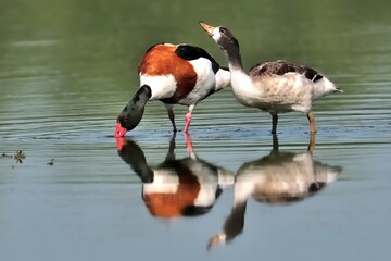 eine erwachsene Brandgans (Tadorna tadorna) mit ihrem flüggen Jungen.