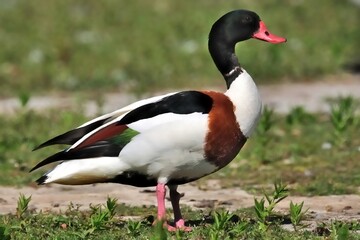 Eine Brandgans (Tadorna tadorna) am Teichufer.