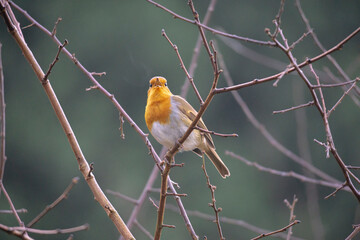 European Robin