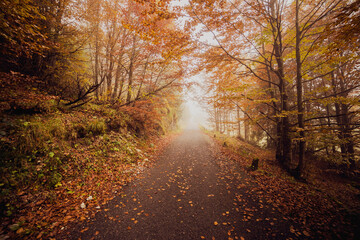 Obraz premium autumn in the forest