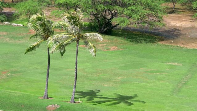 Golf field in tropics in 4k slow motion 60fps
