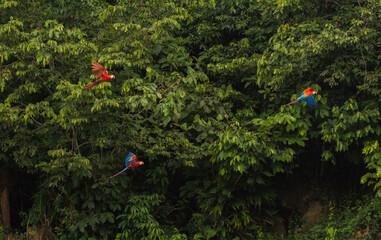 beautiful scarlet macaw in flight showing colorful wings in front of rainforest canopy in Manu...