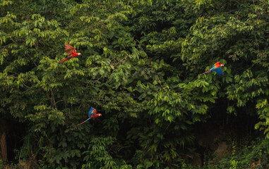 beautiful scarlet macaw in flight showing colorful wings in front of rainforest canopy in Manu National Park/ Madre de Dios/ Peru