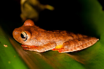 Orange frog in tropical Atlantic forest, Brazil