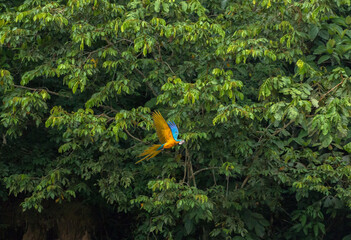 blue and yellow macaw in flight in manu national park peru