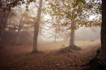 misty day in the forest