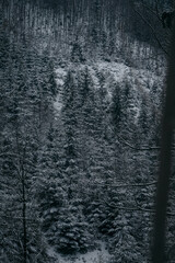 Winter Dark forest with pine trees