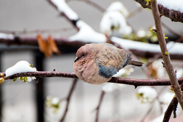 A bird protected from the cold.