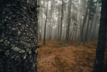 Day with a lot of fog in the forest in the Pyrenees