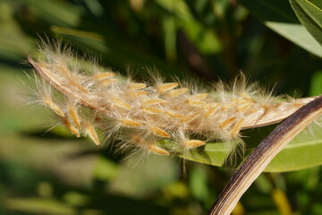 akènes de laurier rose