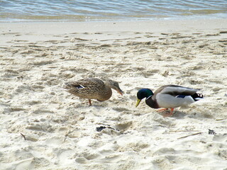 duck on the beach