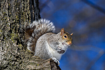 Eastern gray squirrel up in a tree