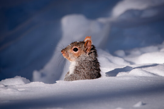 Head of a gray squirrel in the snow