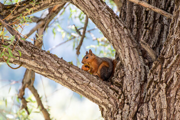 squirrel eating walnut