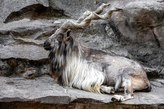 Markhor male at rest on the rock. Bukharan markhor (Capra falconeri heptneri), also known as the Turkomen Markhor. Wildlife animal