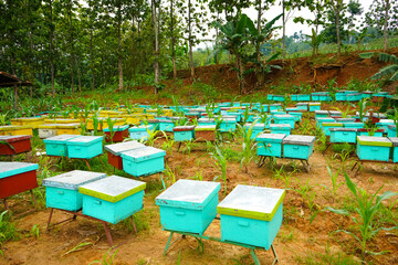 Honey bee farming using a large number of wooden boxes placed in the forest or garden under trees. A honey bee (also spelled honeybee) is a eusocial flying insect within the genus Apis of the bee.