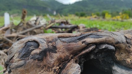 dead wood on the beach