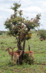 Impala in Kruger