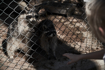 Two raccoons close up in a zoo behind a grid