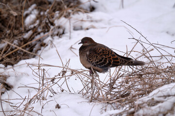 Rufous turtle dove siting on a little branch in the snow