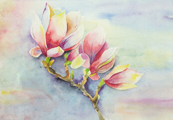 pink magnolia flowers - 488206831