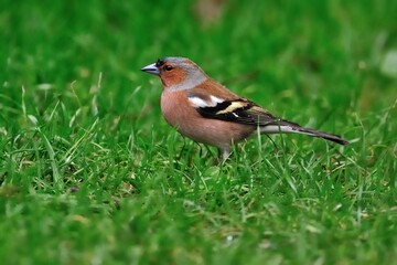 Ein männlicher Buchfink (Fringilla coelebs) sucht auf dem Rasen Nahrung.