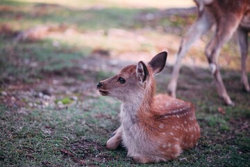 squirrel in the woods