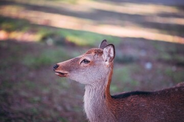 white deer