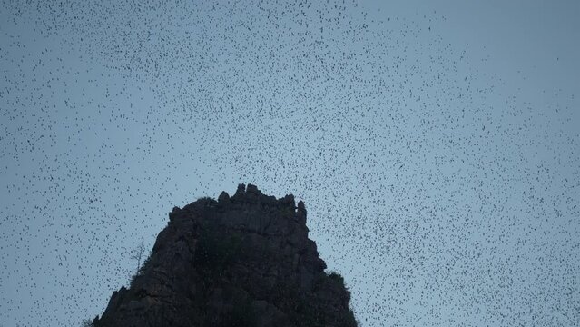 wave colony of flying fox or fruit bats are flying over the mountain with blue sky sunset to night, silhouette of migrate mammals wings on forest landscape scenic, concept for Halloween and Dracula