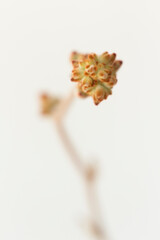 Kalanchoe tomentosa