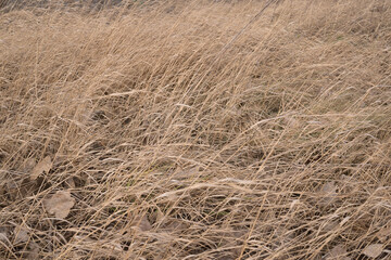 dry grass in winter by the windy weather 