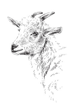 head goat hand drawing sketch engraving illustration style
