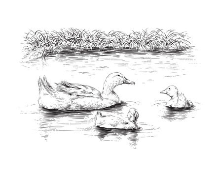 duck and ducklings hand drawing sketch engraving illustration style