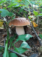 porcini (Boletus edulis) mushroom in the wild