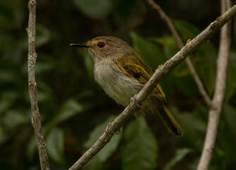 Rusty-fronted Tody-Flycatcher