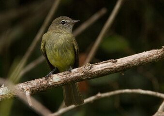 Greenish Elaenia