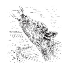 calf drinks from a bottle sketch engraving illustration style © vectorgoods