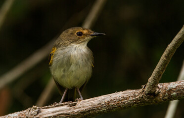 Rusty-fronted Tody-Flycatcher
