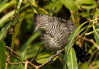 Barred Antshrike