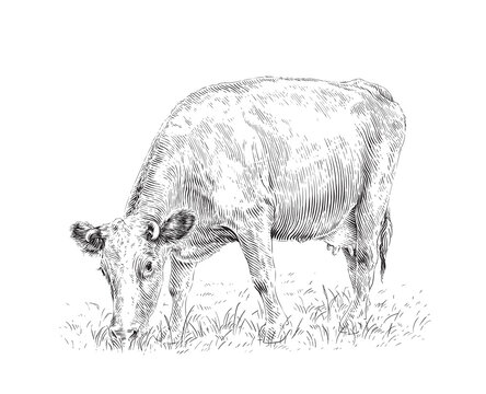 cow is standing nibbling grass sketch engraving illustration style