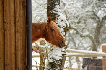 Schneefall auf der Pferdekoppel. Schöne Pferde im SCHNEE