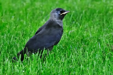 Eine junge Dohle (Corvus monedula) auf dem Rasen.
